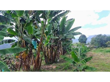 Finca Para Agroturismo En Venta Salento