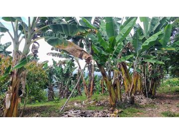 Finca Para Agroturismo En Venta Salento