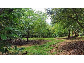 Finca Para Agroturismo En Venta Salento