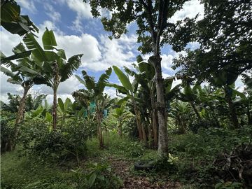 Se Vende Finca Productiva En Pueblo Tapao Cerca Al Parque Del Cafe