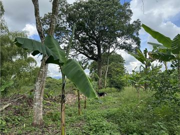 Se Vende Finca Productiva En Pueblo Tapao Cerca Al Parque Del Cafe