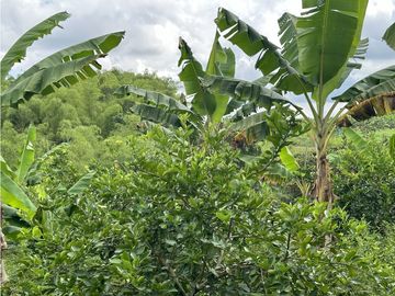 Se Vende Finca Productiva En Pueblo Tapao Cerca Al Parque Del Cafe
