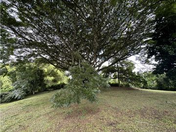 Se Vende Finca Productiva En Pueblo Tapao Cerca Al Parque Del Cafe