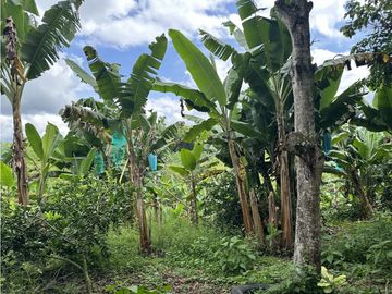 Se Vende Finca Productiva En Pueblo Tapao Cerca Al Parque Del Cafe