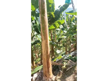 SE VENDE FINCA EN QUINCHIA TERRENO ORGANICO 14 HECTAREAS Y MEDIA