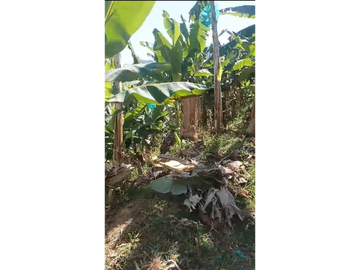 SE VENDE FINCA EN QUINCHIA TERRENO ORGANICO 14 HECTAREAS Y MEDIA