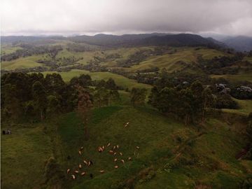 Se Vende Hacienda Vereda Cruces Filandia Quindío