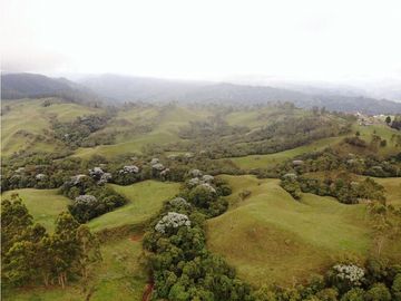 Se Vende Hacienda Vereda Cruces Filandia Quindío