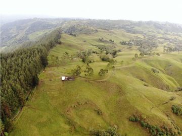 Se Vende Hacienda Vereda Cruces Filandia Quindío