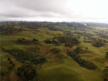 Se Vende Hacienda Vereda Cruces Filandia Quindío