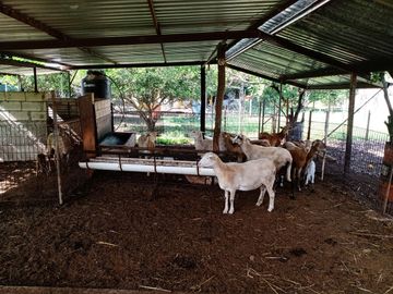 Venta residencia con amplio terreno en Sitpach Norte de  Yucatan