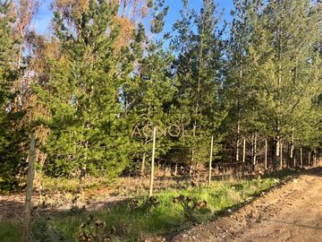 Sitio en Venta en Reserva de tunquen
