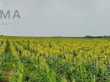 Rancho en Venta en González, Tamaulipas.
