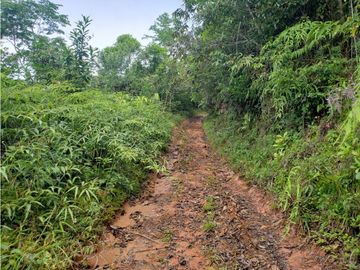 Terreno en Venta, Buena Vista, Colón, El Giral