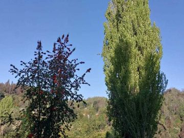 Vendemos parcela en la comuna de Lago Ranco sector Calcurrupe