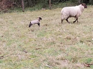 Vendemos parcela en la comuna de Lago Ranco sector Calcurrupe