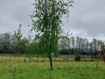 Vendemos parcela en la comuna de Lago Ranco sector Calcurrupe