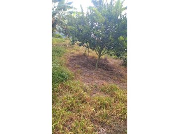 SE VENDE LOTE  EN GENOVA ,QUINDIO COLOMBIA