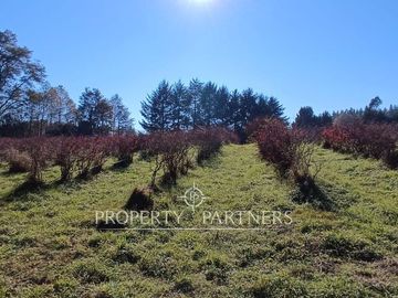 EXCLUSIVO TERRENO 5.9 HAS. CON 140M DE ORILLA DE RÍO MAÑÍO | PANGUIPULLI