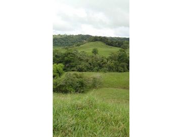 VENDO FINCA DE 135 HECTAREAS 900M.S.N.M.