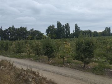 Agrícola en Venta en San Jorge de Romeral, Molina