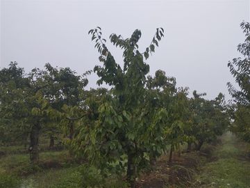 Agrícola en Venta en Parcela 37 Buena Fé