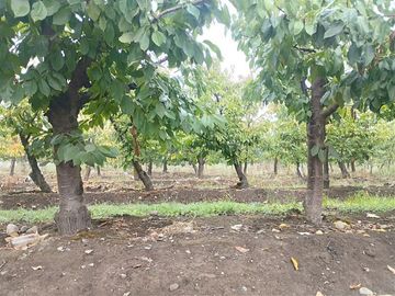 Parcela en Venta en Parcela 37 Buena Fé