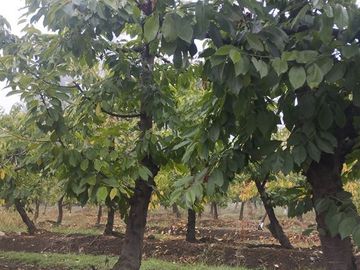 Parcela en Venta en Parcela 37 Buena Fé