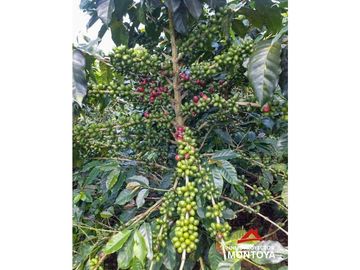 Finca cafetera tecnificada en Altagracia, Pereira