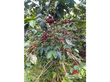 Finca cafetera tecnificada en Altagracia, Pereira