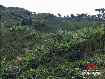 Finca cafetera tecnificada en Altagracia, Pereira