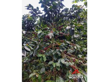 Finca cafetera tecnificada en Altagracia, Pereira