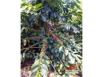 Finca cafetera tecnificada en Altagracia, Pereira