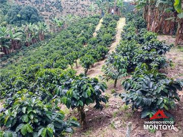 Finca cafetera tecnificada en Altagracia, Pereira