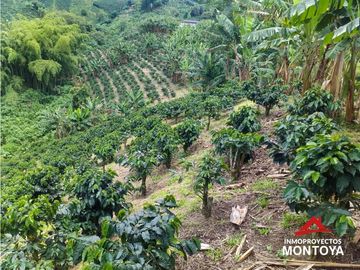 Finca cafetera tecnificada en Altagracia, Pereira