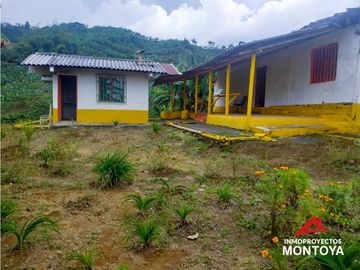 Finca cafetera tecnificada en Altagracia, Pereira