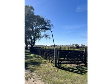 Campo en venta. 225 Has ganaderas con Excelente mejoras