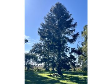 Campo en venta. 225 Has ganaderas con Excelente mejoras