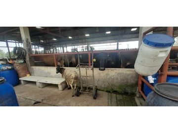 VENTA FINCA GANADERA O AGROTURISTICA SECTOR CALARCA