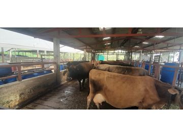 VENTA FINCA GANADERA O AGROTURISTICA SECTOR CALARCA
