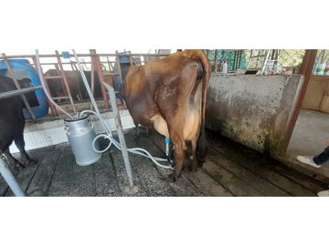 VENTA FINCA GANADERA O AGROTURISTICA SECTOR CALARCA