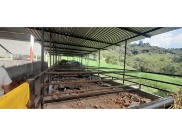 VENTA FINCA GANADERA O AGROTURISTICA SECTOR CALARCA