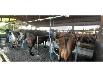 VENTA FINCA GANADERA O AGROTURISTICA SECTOR CALARCA