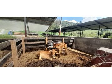 VENTA FINCA GANADERA O AGROTURISTICA SECTOR CALARCA