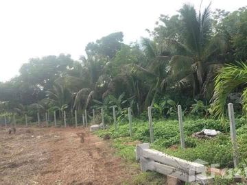 Land for sale in Wang Thong, Phitsanulok