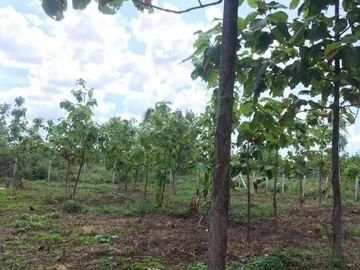 Land for sale in Wang Thong, Phitsanulok
