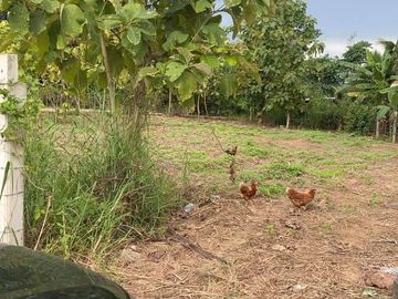 Land for sale in Wang Thong, Phitsanulok
