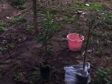 Land for sale in Wang Thong, Phitsanulok