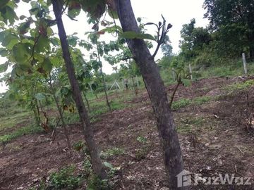 Land for sale in Wang Thong, Phitsanulok