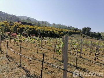 Land for sale in Soi, Phrae